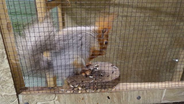 "Хороший" зоопарк смотреть онлайн