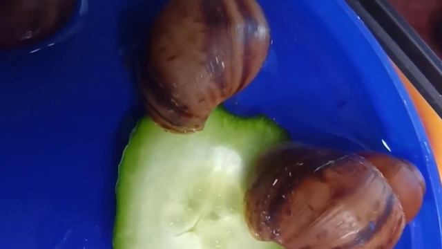 Как вывести улитку из спячки ??? Ахатина, АрхАхатина ?? улитята погибли смотреть онлайн