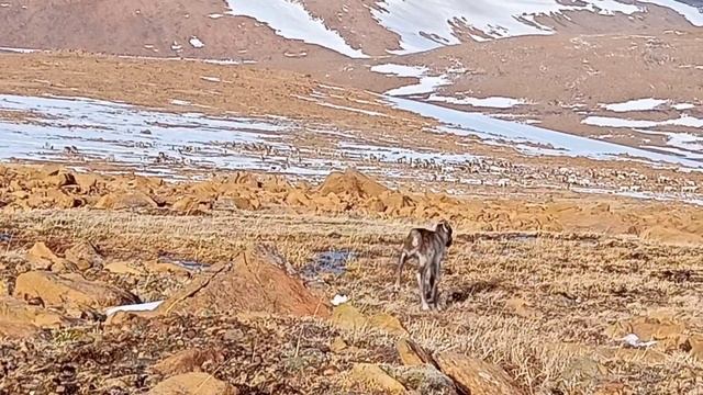 Оленёнок северного оленя потерялся и ищет важенку. смотреть онлайн