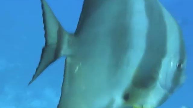 Temple 17-10-10.mov смотреть онлайн