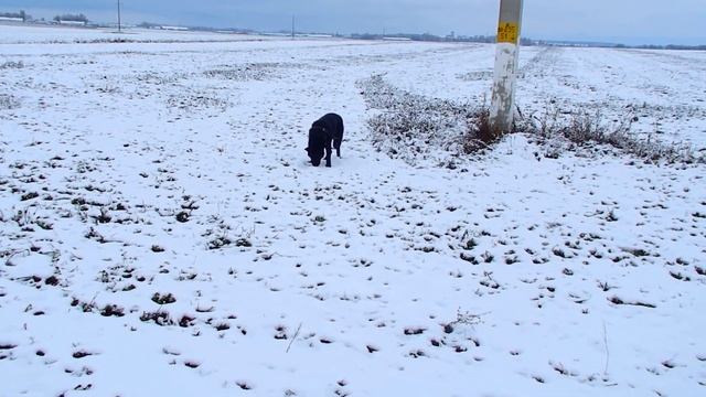 Черная немецкая овчарка Вольф 9 мес.Пинск.