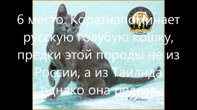 Самые редкие породы кошек. смотреть онлайн