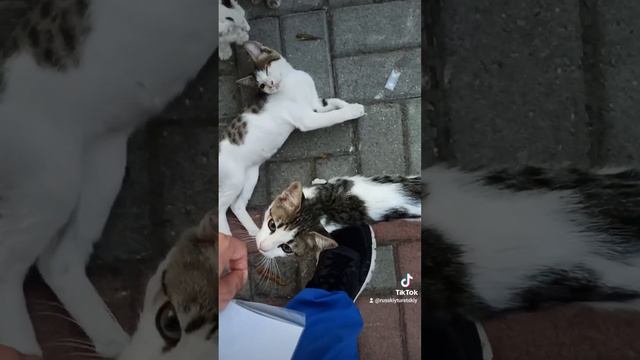 русские котята. Самые смешные кошки в мире. пушистые сибирские кошки.котята играют в игру смотреть онлайн