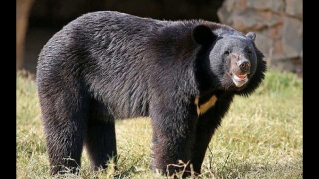 Купили щенка, а вырос медведь из красной книги 2019 – ШОК (Смешные кошки МатроскинТВ) смотреть онлайн