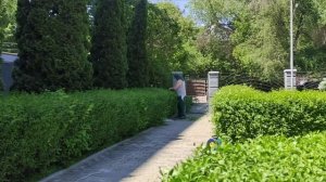 стрижка бирючины, чувствую себя парикмахером