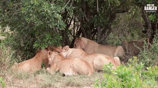 Lion Pride Feast On A Warthog | Maasai Mara Safari | Zebra Plains смотреть онлайн