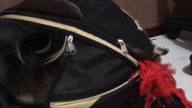 Переноска для кота. Бенгальский кот 猫 смотреть онлайн