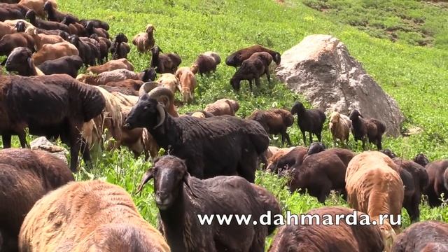 Кучкары Гиссарской породы весной 2018 года в горах смотреть онлайн