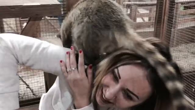 Енот залез в капюшон.Контактный зоопарк смотреть онлайн