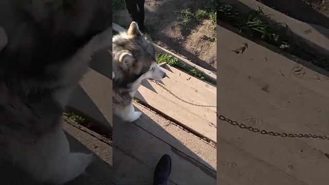 Маламутка Ника готовится стать мамой!!! смотреть онлайн