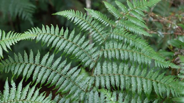 Struggles and Dreams: The Truth of Rural Living смотреть онлайн