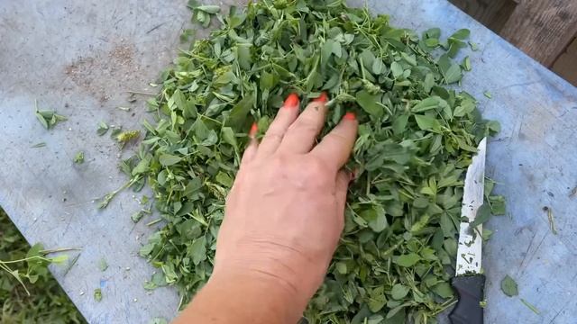 Куры Молодки обгоняют Старых Кур Выращиваю Индюков без Метродиназола смотреть онлайн