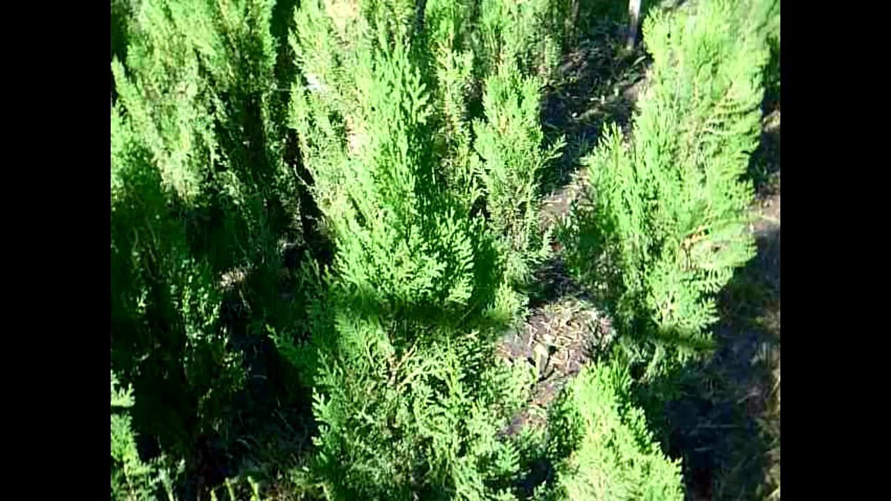 Туя восточная Книжка (осень 2017). Саженцы туи в питомнике "Хвойный дворик" смотреть онлайн