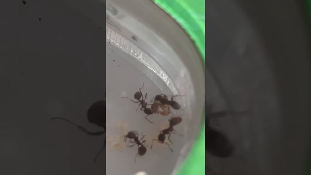 РОДЫ! РОДЫ! У муравьев. смотреть онлайн