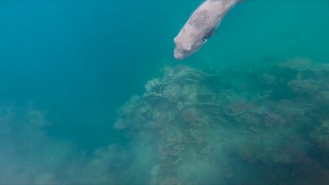 Красное море Марса Алам (Red Sea Marsa Alam) смотреть онлайн