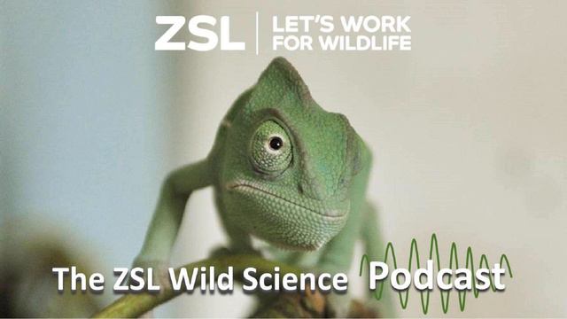 ZSL #024 Street-smart animals - incorporating cognitive behaviour into conservation efforts смотреть онлайн
