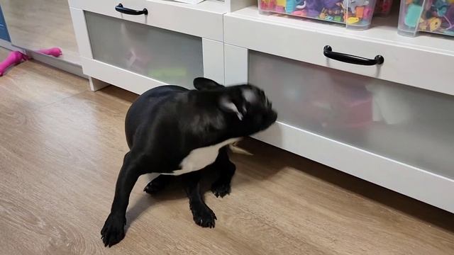 МОЖЕТ ЛИ ФРАНЦУЗСКИЙ БУЛЬДОГ ВЫЛИЗЫВАТЬ СЕБЯ ВО ВРЕМЯ ТЕЧКИ? смотреть онлайн