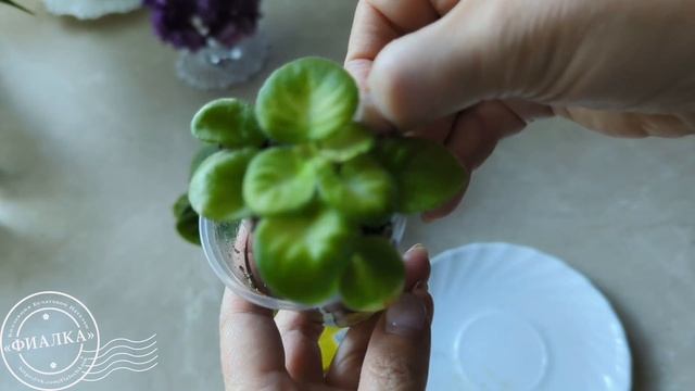 Как проверить кислотность грунта смотреть онлайн