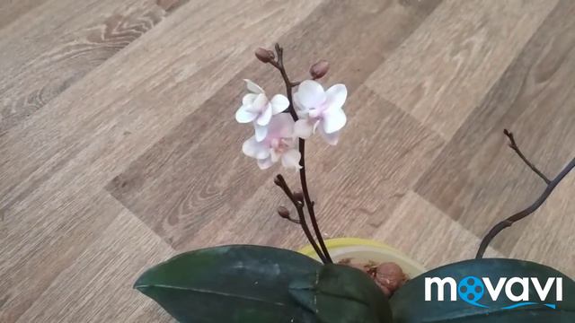 Орхидея Розовая девочка.Новенькая в коллекции смотреть онлайн