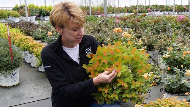 Double Play® Candy Corn® spirea смотреть онлайн