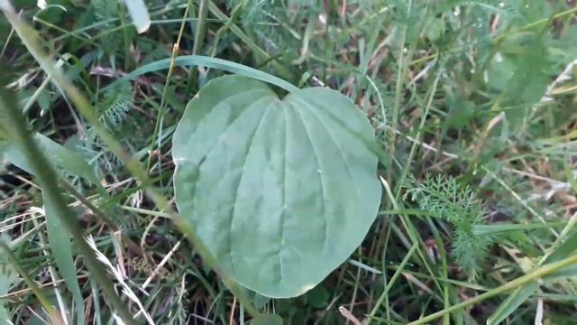 КАКИЕ ТРАВЫ МОЖНО ДАВАТЬ МОРСКИМ СВИНКАМ? смотреть онлайн