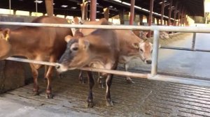 Джерси. Корова на ферме.