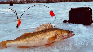 СУДАК КИШИТ ПОД ЭТОЙ КОРЯГОЙ НО! Ловля судака зимой на ОКЕ Подсекайка ловит