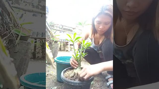 How to repot rotrain adenium bonsai? смотреть онлайн