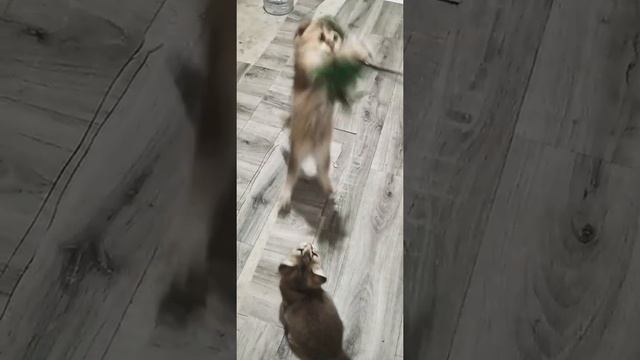 Золотые ТИКИРОВАННЫЕ шиншиллы Воронеж смотреть онлайн