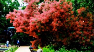 Скумпия-садовая красавица.Посадка и уход