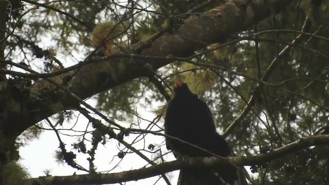 Black and Gold Cotinga 2 смотреть онлайн