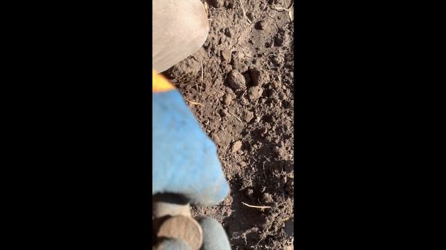 Коп в огороді 2023. Оце житончик! смотреть онлайн