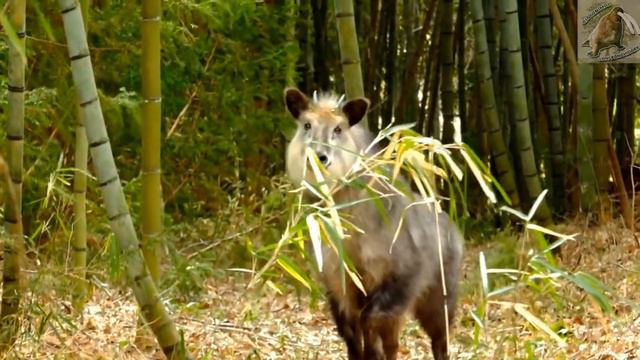 serau japonés: El único rumiante ninja - documental de animales salvajes смотреть онлайн