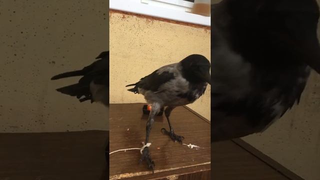 Ворона кушает суши,гурман смотреть онлайн