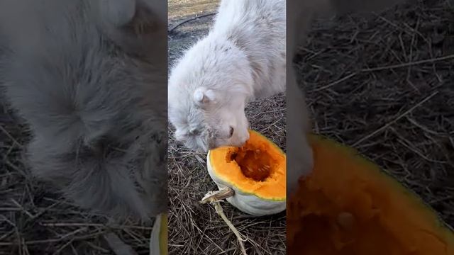 Чем кормим козу породы Ламанча ?? смотреть онлайн