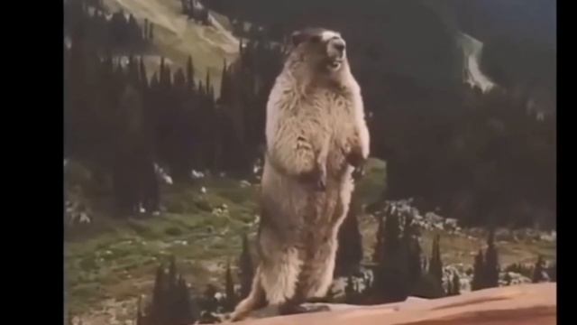 РЕЙДИМ ОНЛАЙН УРОКИ В ZOOM #27 | СРЫВ ОНЛАЙН УРОКОВ ZOOM | СЛИВ КОНФЕРЕНЦИЙ ZOOM