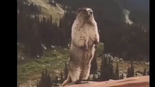 РЕЙДИМ ОНЛАЙН УРОКИ В ZOOM #27 | СРЫВ ОНЛАЙН УРОКОВ ZOOM | СЛИВ КОНФЕРЕНЦИЙ ZOOM