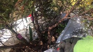 Ниваки из туи. ч 1