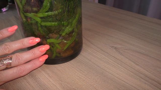 САМЫЕ ЛУЧШИЕ ПОСАДКИ МОИХ ОРХИДЕЙ В 2020 ГОДУ! БОМБЕЗНЫЙ РЕЗУЛЬТАТ! смотреть онлайн
