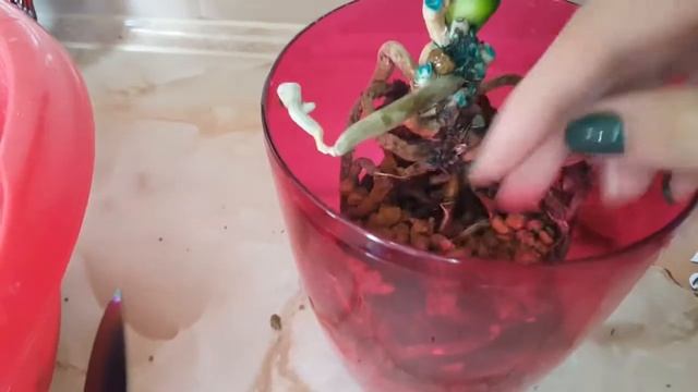 Новая большая посадка орхидей с использованием грунт для орхидей ZeoFlora.