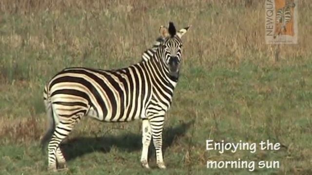 Zebra and antelope explore their new African Savanna enclosure at Newquay Zoo смотреть онлайн