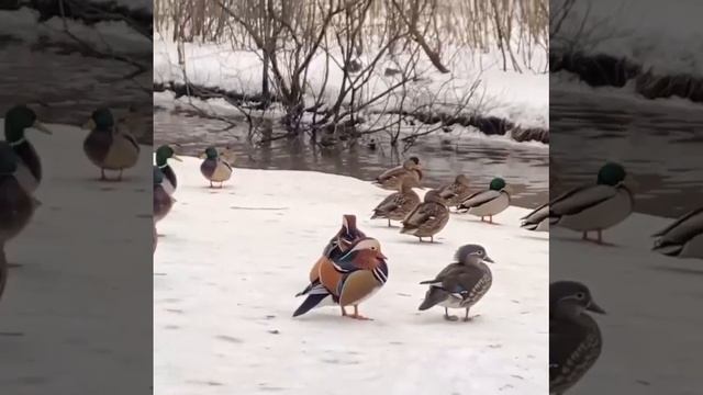 В Алтуфьевском заказнике среди крякв затесались утки-мандаринки смотреть онлайн