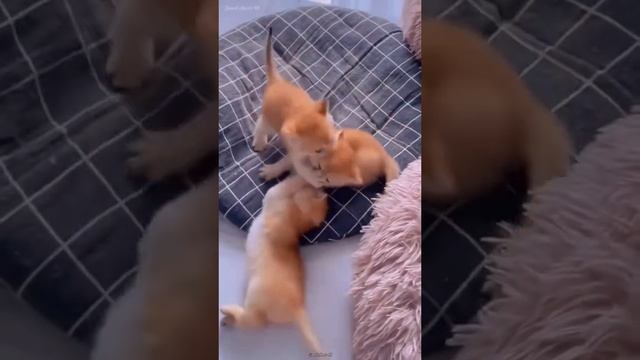 битва хищнеков слабонерным не смотреть