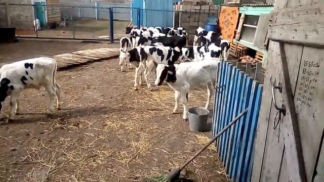 Завезли другу 23 шт телят. смотреть онлайн
