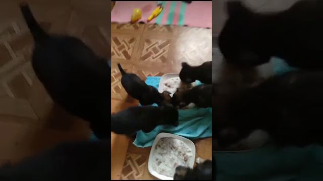 щенки в добрые руки смотреть онлайн