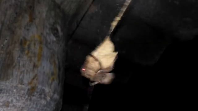 Кручу, верчу, запутать хочу. Крестовик (Araneus). смотреть онлайн