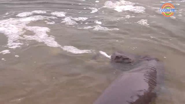 500 толстолобиков запустили в озеро Сенеж в Солнечногорске смотреть онлайн