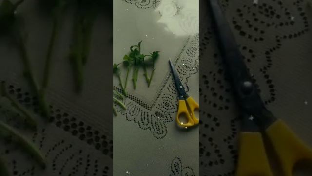 Обрезка петунии. Высаживаю черенки.