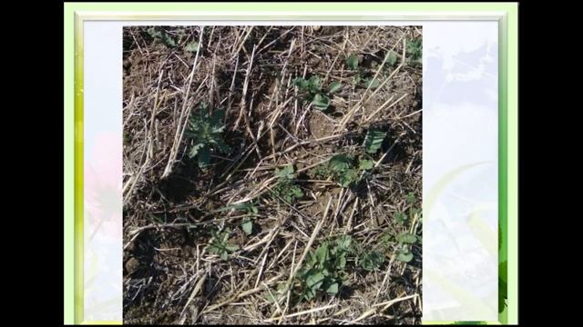 Защита почвы на основе технологии No-till с подбором покровных, промежуточных культур смотреть онлайн