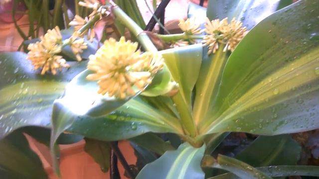 Драцена Душистая _ Ждём цветения _ Часть 3 смотреть онлайн